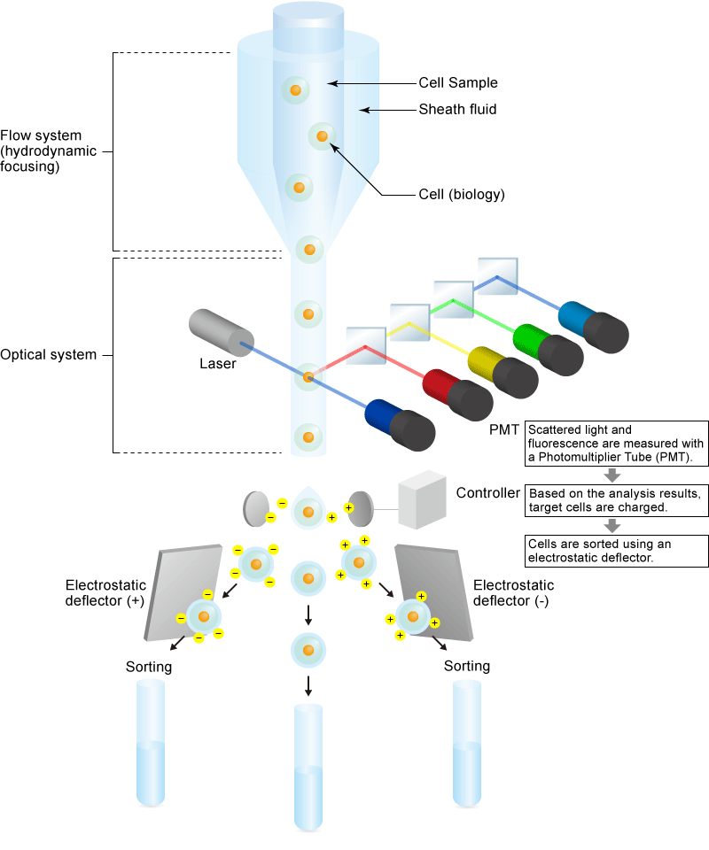 Diagram of basic flow cytometry including flow system, optical system, and cell sorter | Matsusada Precision