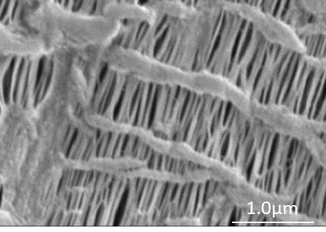 The sample is more clearly visible than the out-lens.