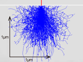 Primary electron penetration depths calculated by Monte Carlo simulation at irradiation voltages of 10 kV